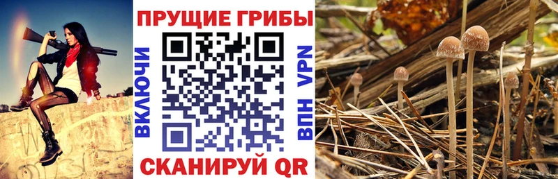 Псилоцибиновые грибы Cubensis  Вилючинск 